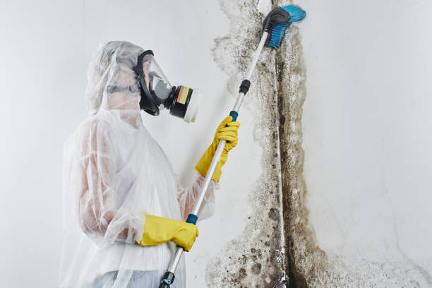 Trusted Suffield Depot, CT Mold Remediation Experts