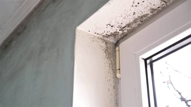 Best Commercial Mold Remediation in Suffield Depot, CT