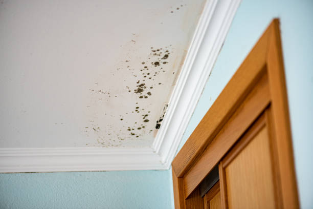 Best Emergency Mold Remediation in Suffield Depot, CT