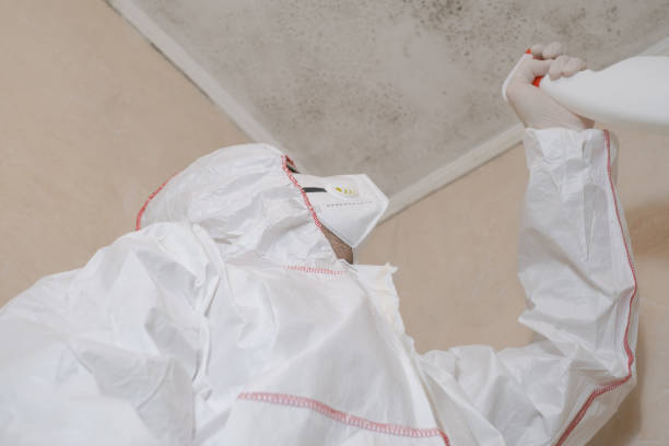 Best DIY Mold Remediation Support Services in Suffield Depot, CT