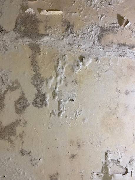  Suffield Depot, CT Mold Removal Pros