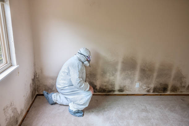 Best Black Mold Remediation in Suffield Depot, CT