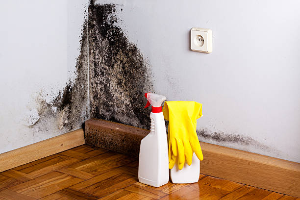 Best Commercial Mold Remediation in Suffield Depot, CT