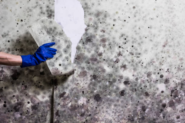 Best Attic Mold Remediation in Suffield Depot, CT